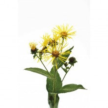 Load image into Gallery viewer, Sweet Inula - Certified Organic Essential Oil, 5ml