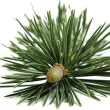 Load image into Gallery viewer, Spruce (Norwegian) Certified Organic Essential Oil, 10ml