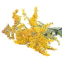 Goldenrod - Certified Organic Essential Oil, 5ml