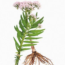 Load image into Gallery viewer, Valerian - Organic Essential Oil, 5ml